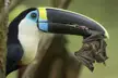 Toucan crunching a bat