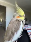 Just needed a midday nap