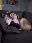 Peak comfort is when the tongue pops out