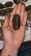 Insect eggs