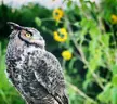 Great Horned Owl