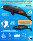 Bowhead whales are baleen whales. They only reside in the polar waters of the Arctic and are the oldest living mammal on earth.