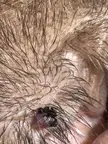 Wart on dogs ear