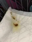 Bloody poop?
