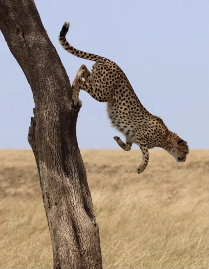 Cheetah, Kenya, 2021