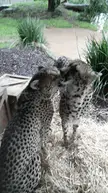 Cheetah Kisses