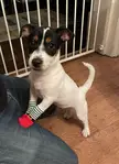 Chester used to love his little booties. Must get him a new pair for Christmas 