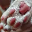 Chevy's Pink Jellybeans