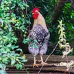 Chicken (Gallus Domesticus) among the trees [1080x1080][OC]
