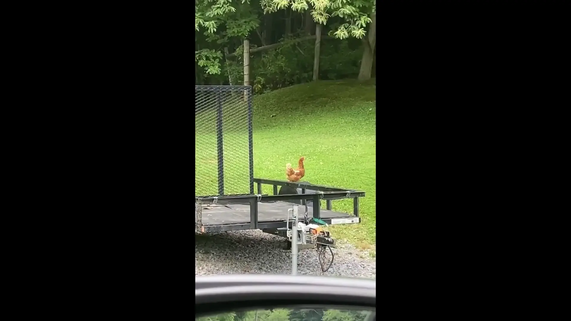 Chicken vs. Bear