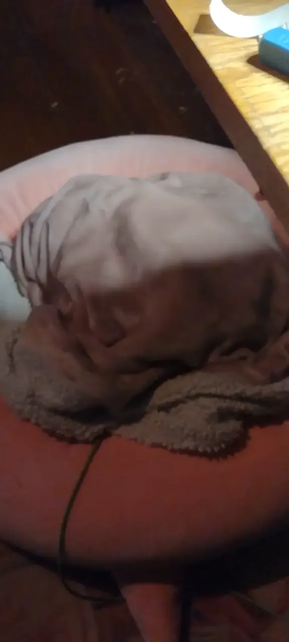 Chihuahua from an unexpected direction 😂