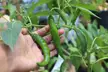 Chilli - Home Gardening