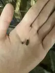 chinchilla poops smaller than usual 