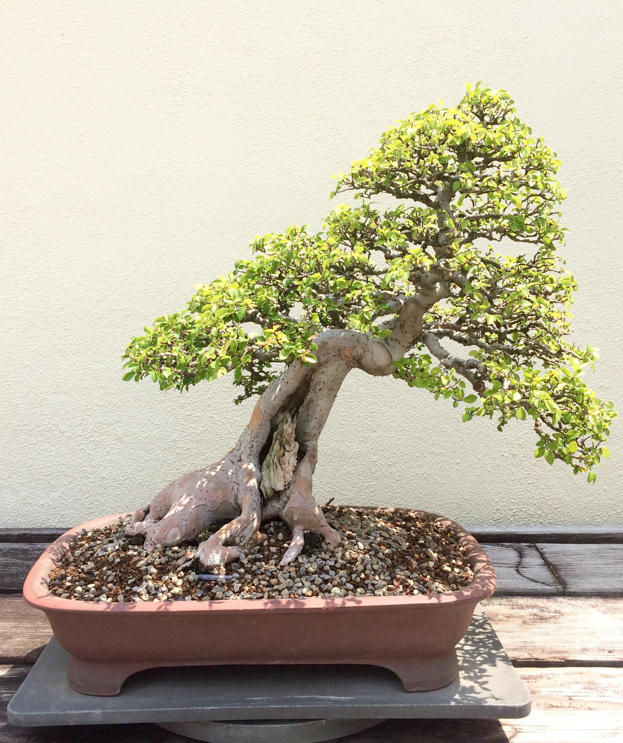 Chinese Elm bonsai tree
