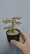 CHIRALIUM TREE!?