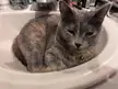 Chloe taking a rest in bathroom sink. 
