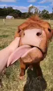 Chunk loves when I give her scratches!