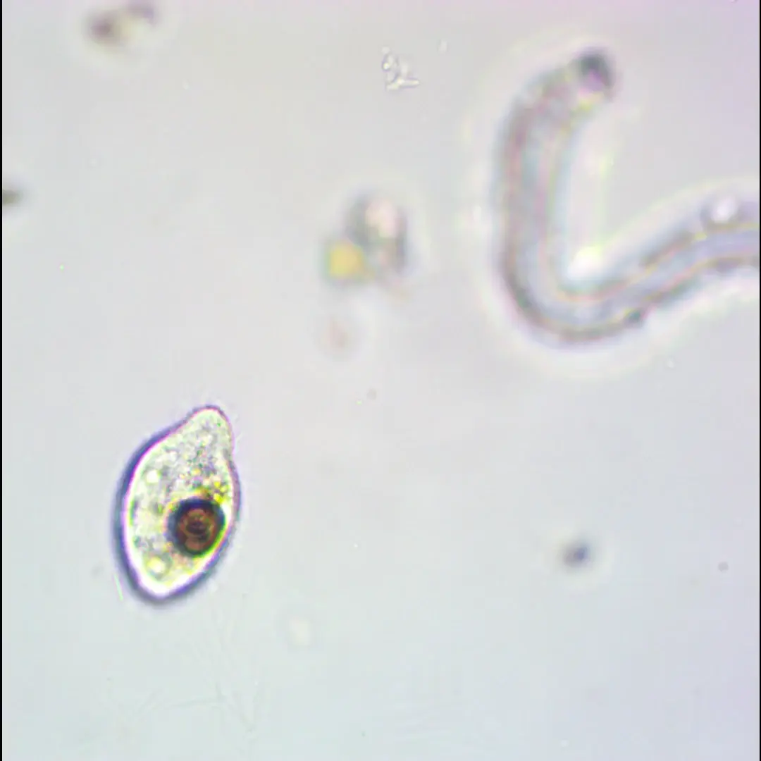Ciliate (Frontonia maybe?) with clear internal structures, 10x, Motic BA310E, Omax 5MP camera.