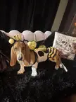 Clementine’s 1st Halloween!