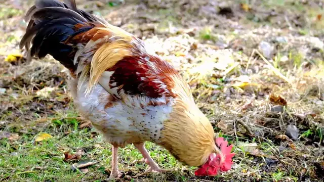 Cock eats grass