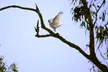 Cockatoo in the old gum tree