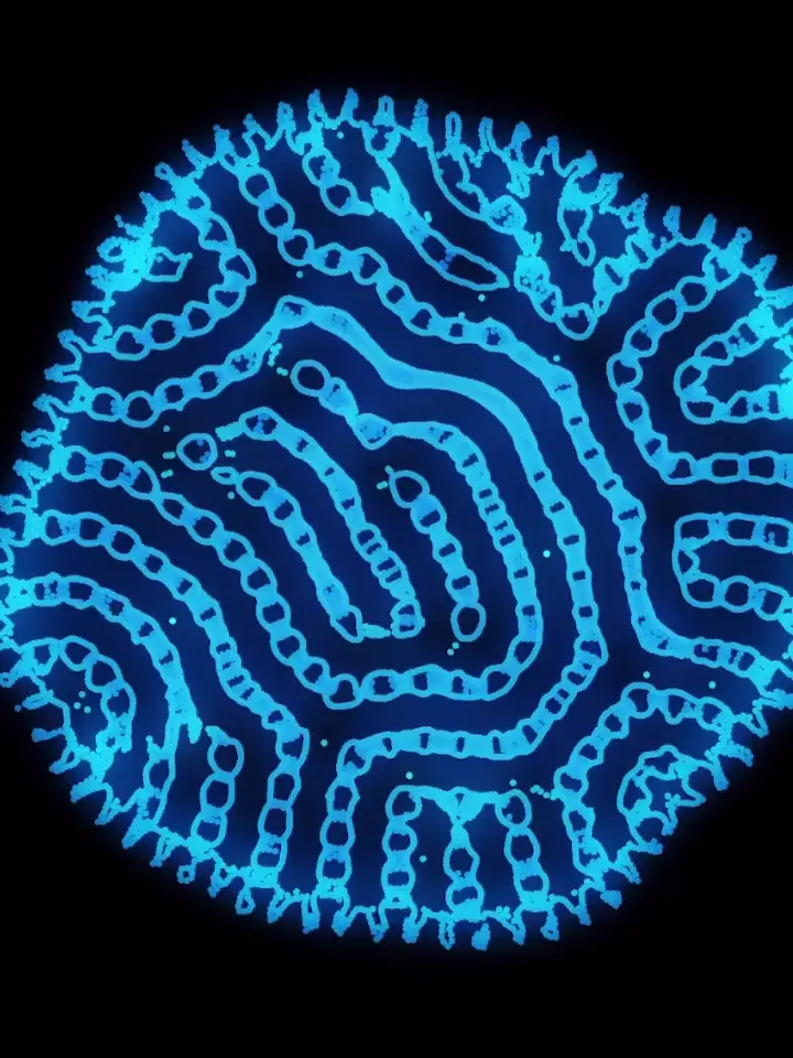 Colors of Particle Lenia