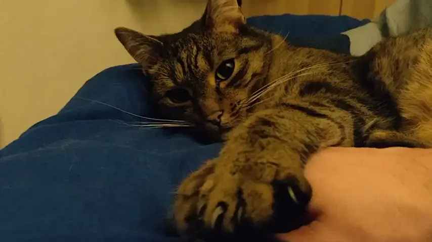 Comfy little biscuit maker