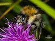 Common Carder Bee