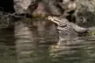 Common Water Snake, enjoying the sun