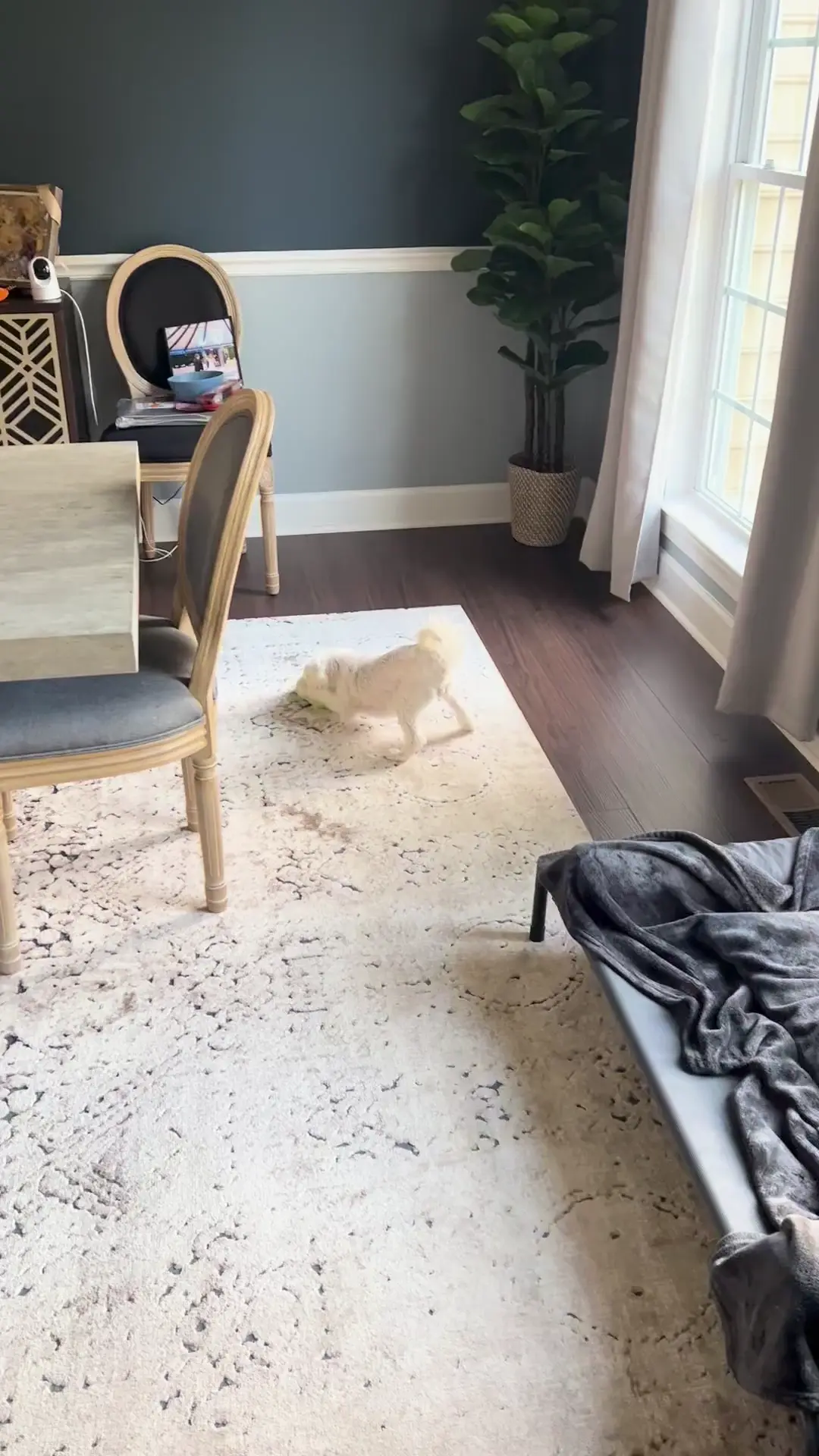 Cookie playing fetch by herself