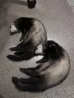 Copy paste ferret