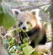 Cora: Cheyenne Mountain Zoo's first Red Panda in 20 years