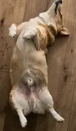 Corgi Loaf for CakeDay Karma