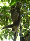 Costa Rice Sloth just hanging around