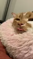 cough related blep