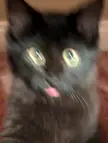 Crazy blurry blep