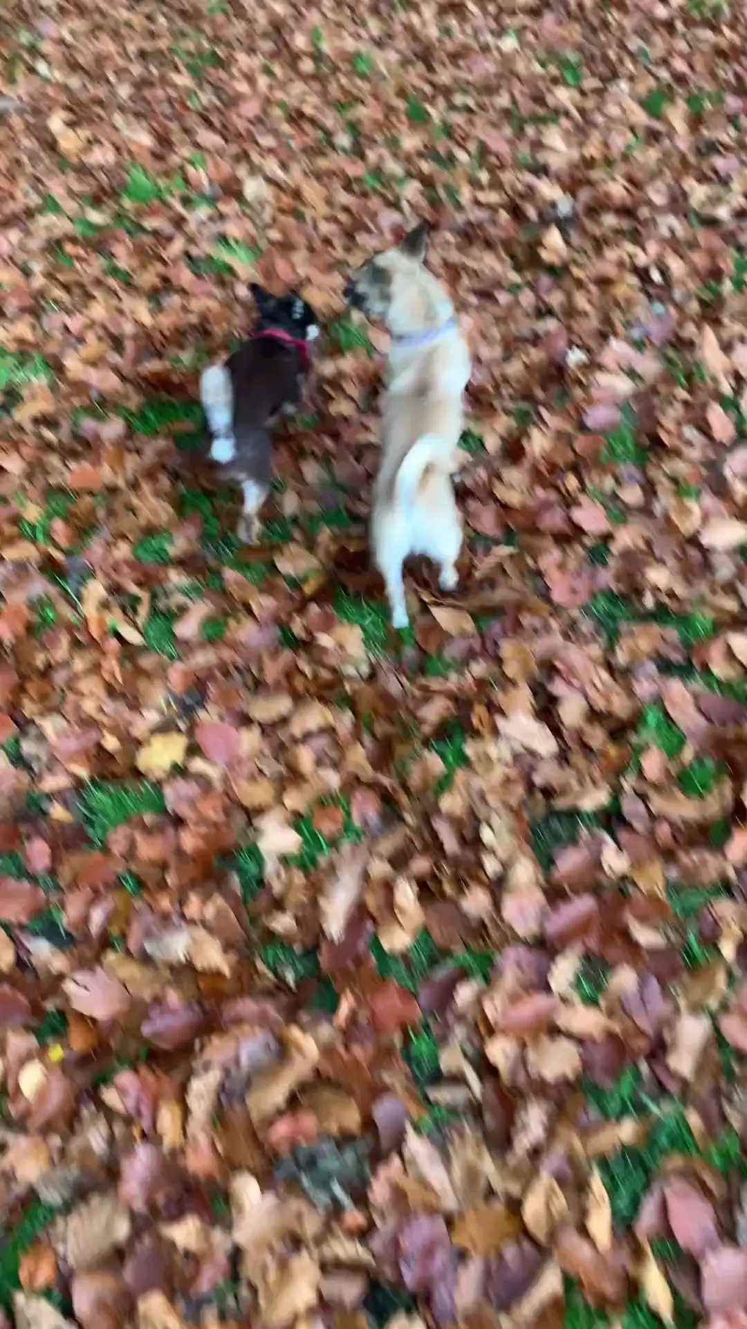 Crunchy fall leaves 