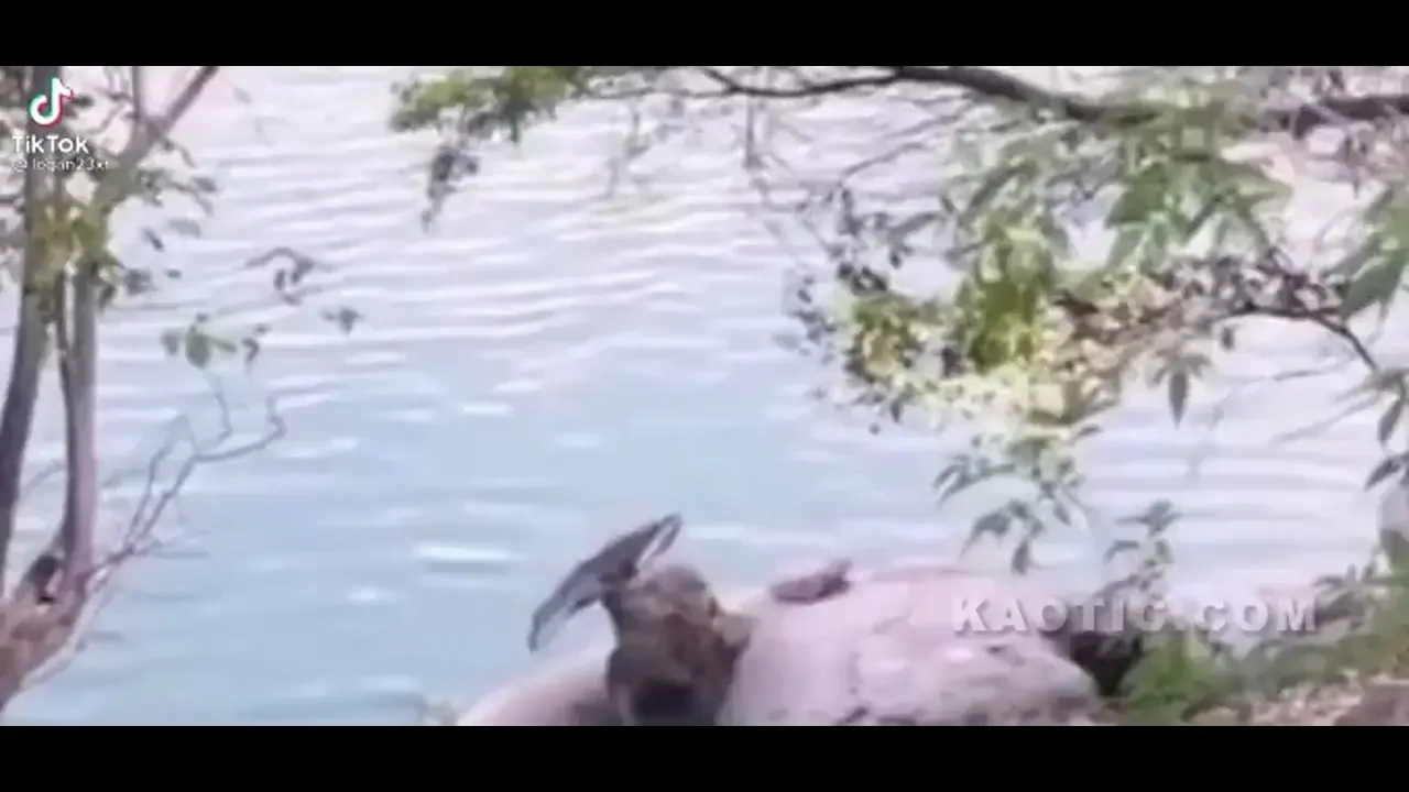 Cursed_Little Mermaid