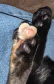 Cute beans