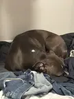 Cute doggie likes to take clothes out of bin to use as a bed