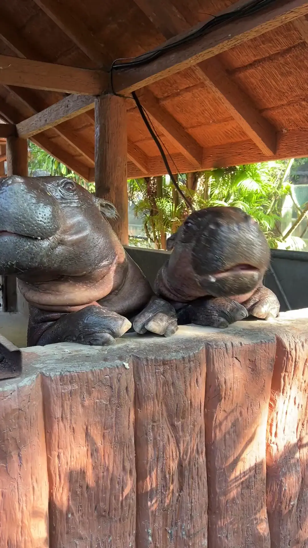 Cute hippo 🦛 babies 