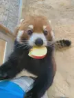 Cute panda eating apple 🍎