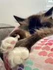 Cutest toe beans!