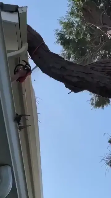 Cutting a tree without proper planning