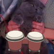 sukiBongos