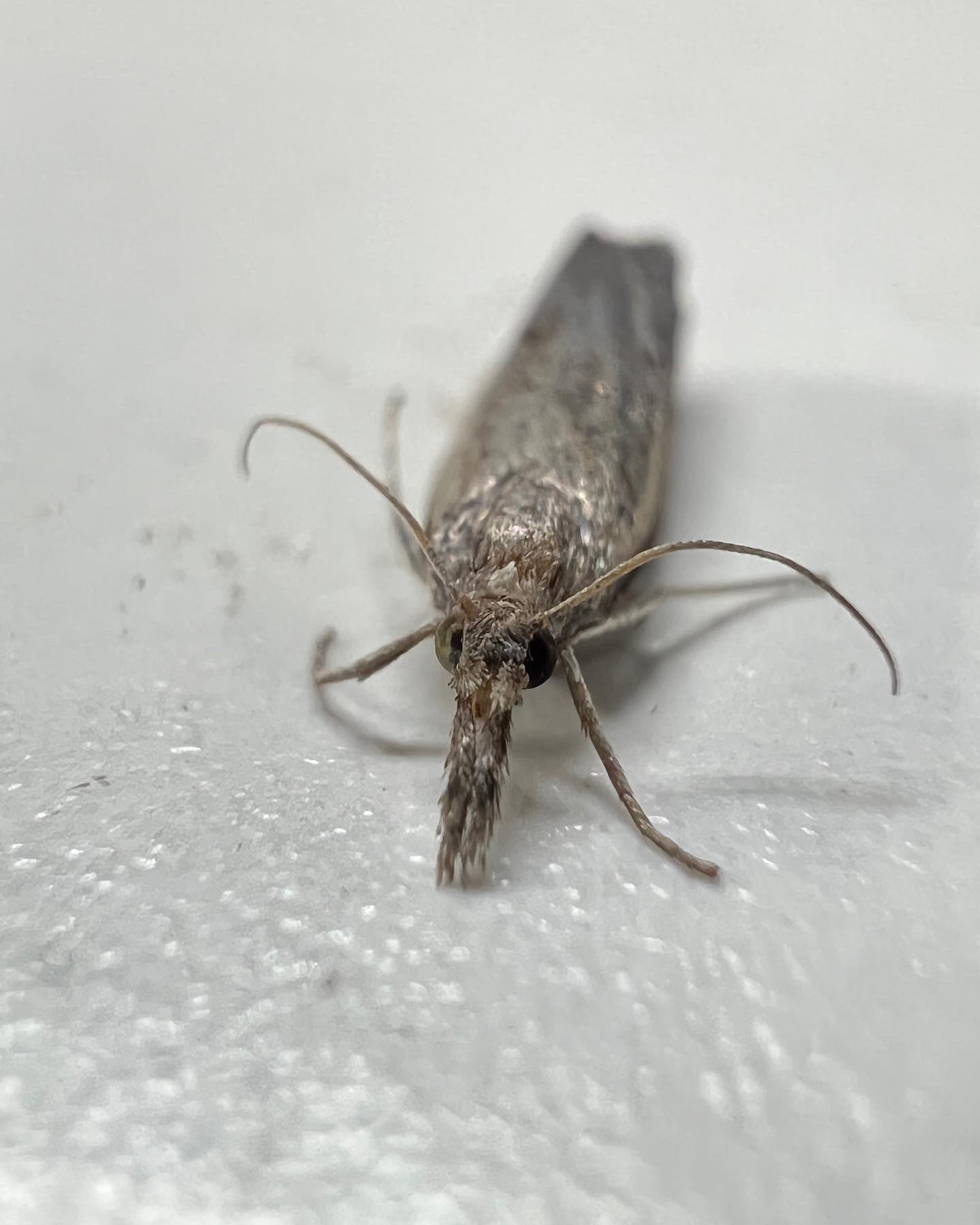 [OC] shots of this chill tiny moth we named Melvin. 2268x4032