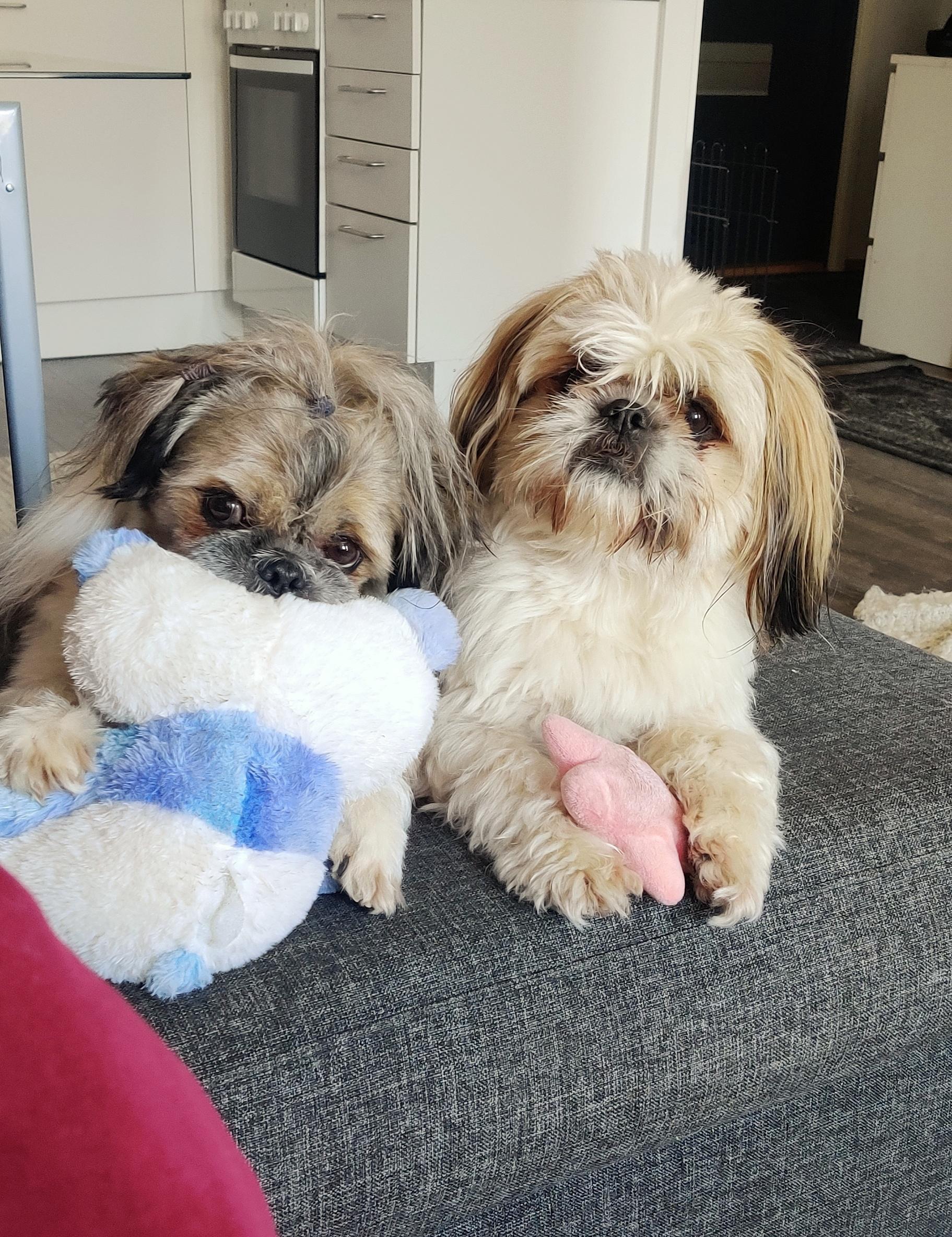 Our shih tzu/tibetanspaniel mix brothers