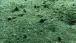 Snails "surfing" the sandy bottom