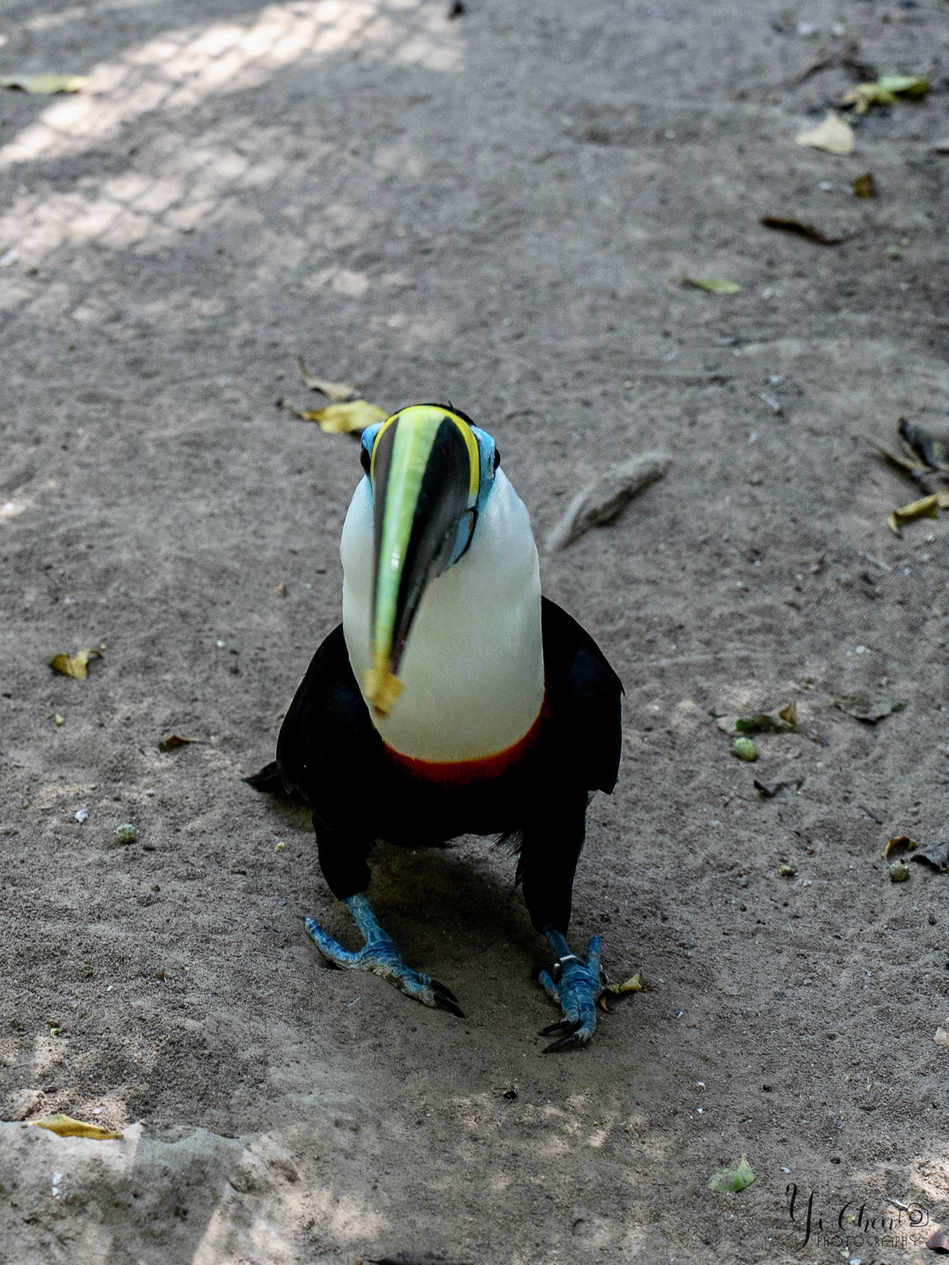 Toucan from the front. That’s it, that’s the whole post.