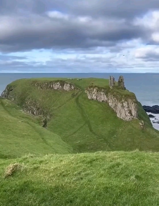 This flock of sheep coming down the hill.